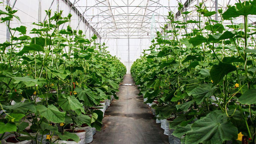 为什么全世界只有中国人实现了“蔬菜自由”？竟是中国顶级特权？