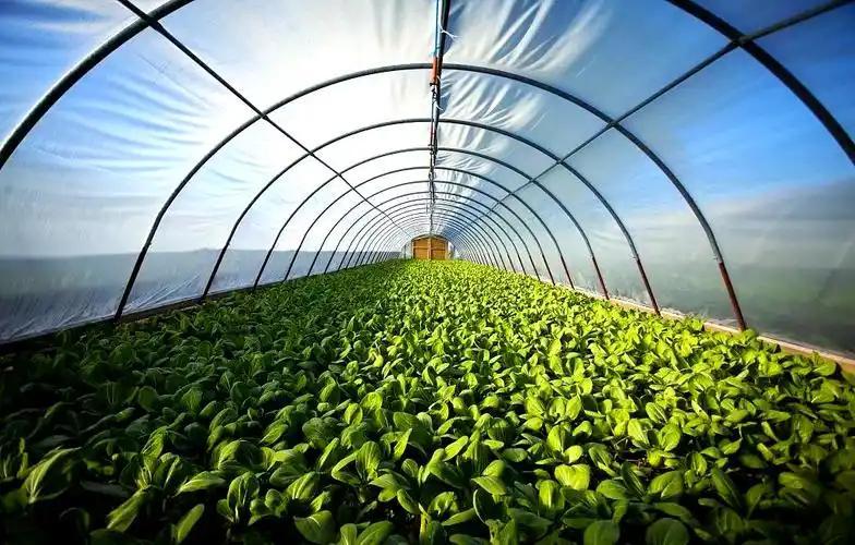 为什么全世界只有中国人实现了“蔬菜自由”？竟是中国顶级特权？