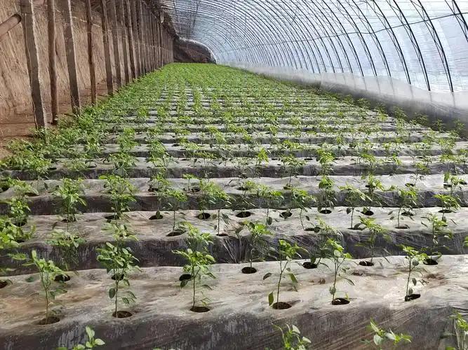 为什么全世界只有中国人实现了“蔬菜自由”？竟是中国顶级特权？