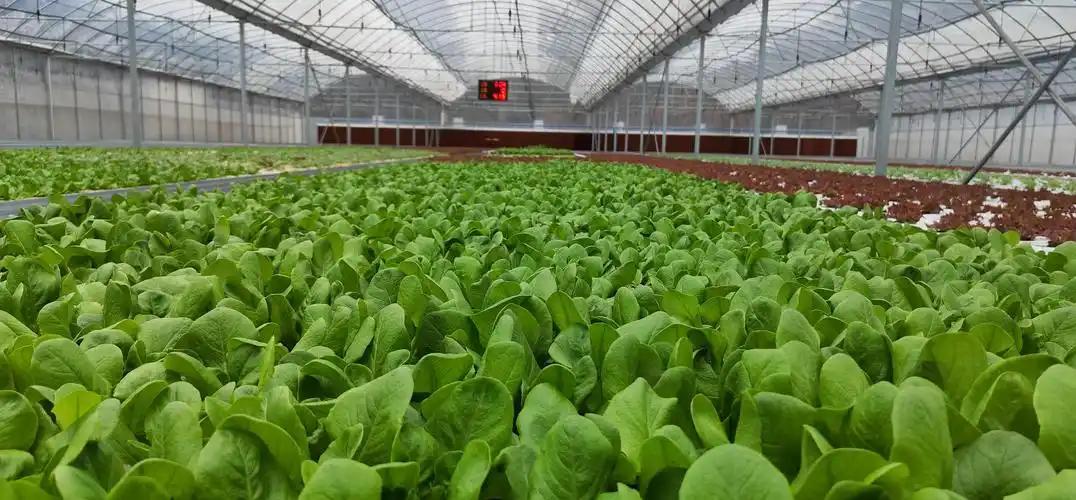 为什么全世界只有中国人实现了“蔬菜自由”？竟是中国顶级特权？